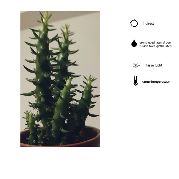 Opuntia Opuntia