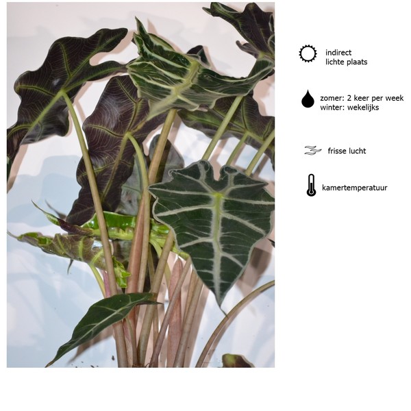 Skeletplant Skeletplant