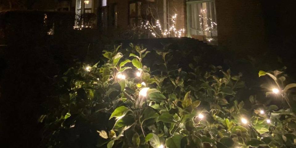 Witte lichtjes in plant