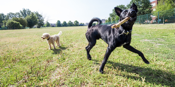 Hond op hondenloopzone met gras zoals in Borgerhout aan de Plantin Moretuslei