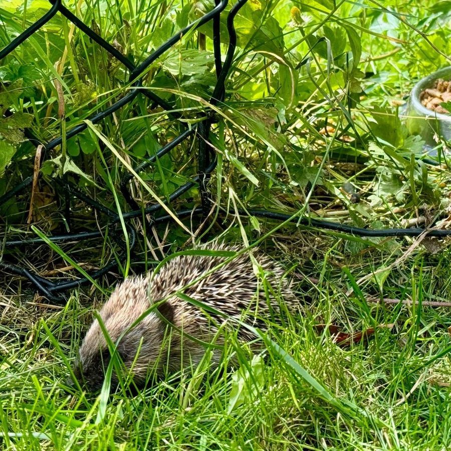 Egel in tuin
