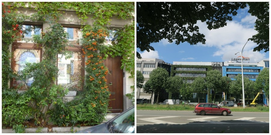 Een groene gevel in volle grond (links) of een niet grondgebonden groene gevel (rechts) waarbij planten in een speciaal gevelsysteem groeien is een bijna voor iedereen haalbare ingreep om luchtvervuiling van het verkeer voor je huis te filteren. Een groene gevel in volle grond (links) of een niet grondgebonden groene gevel (rechts) waarbij planten in een speciaal gevelsysteem groeien is een bijna voor iedereen haalbare ingreep om luchtvervuiling van het verkeer voor je huis te filteren.