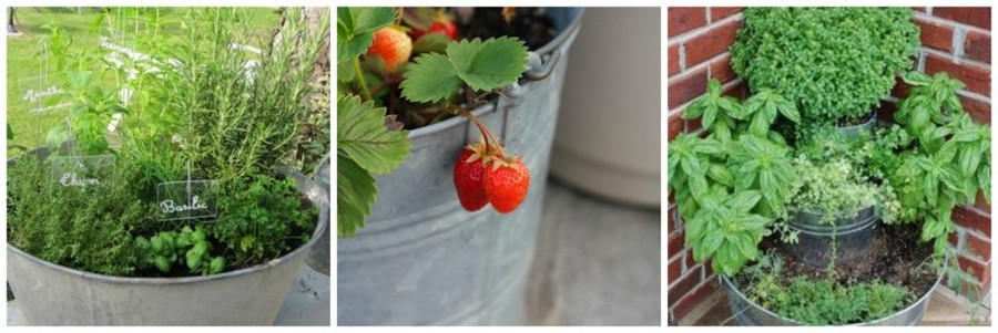 Zinken teilen worden vaak gebruikt om in te telen. Was de teilen goed uit en plaats een folie of worteldoek om de planten te beschermen. De planten nemen zink op via de wortels en dus kies je best voor bladgroenten (of kruiden): liever aardbeitjes dan worteltjes. Zinken teilen worden vaak gebruikt om in te telen. Was de teilen goed uit en plaats een folie of worteldoek om de planten te beschermen. De planten nemen zink op via de wortels en dus kies je best voor bladgroenten (of kruiden): liever aardbeitjes dan worteltjes.