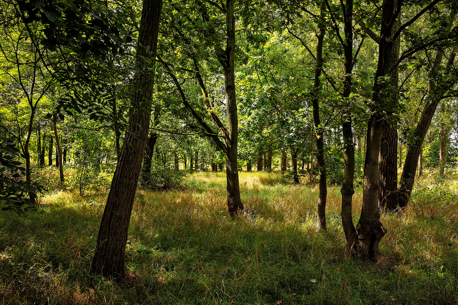 Bomen in het Reigersbos, Berendrecht Bomen in het Reigersbos, Berendrecht