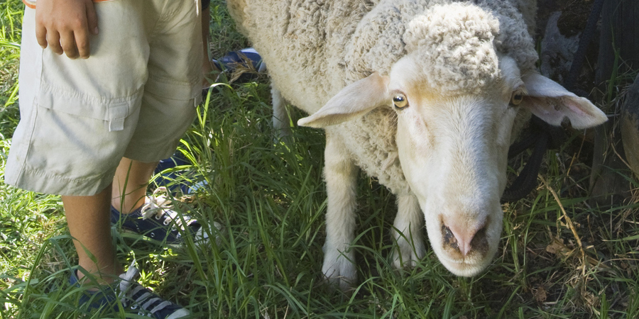Een jongetje streelt een schaap