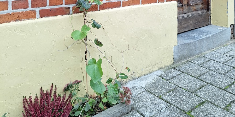 geveltuintje met klimhulp geveltuintje met klimhulp