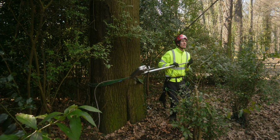 Trekproef op een boom door een specialist