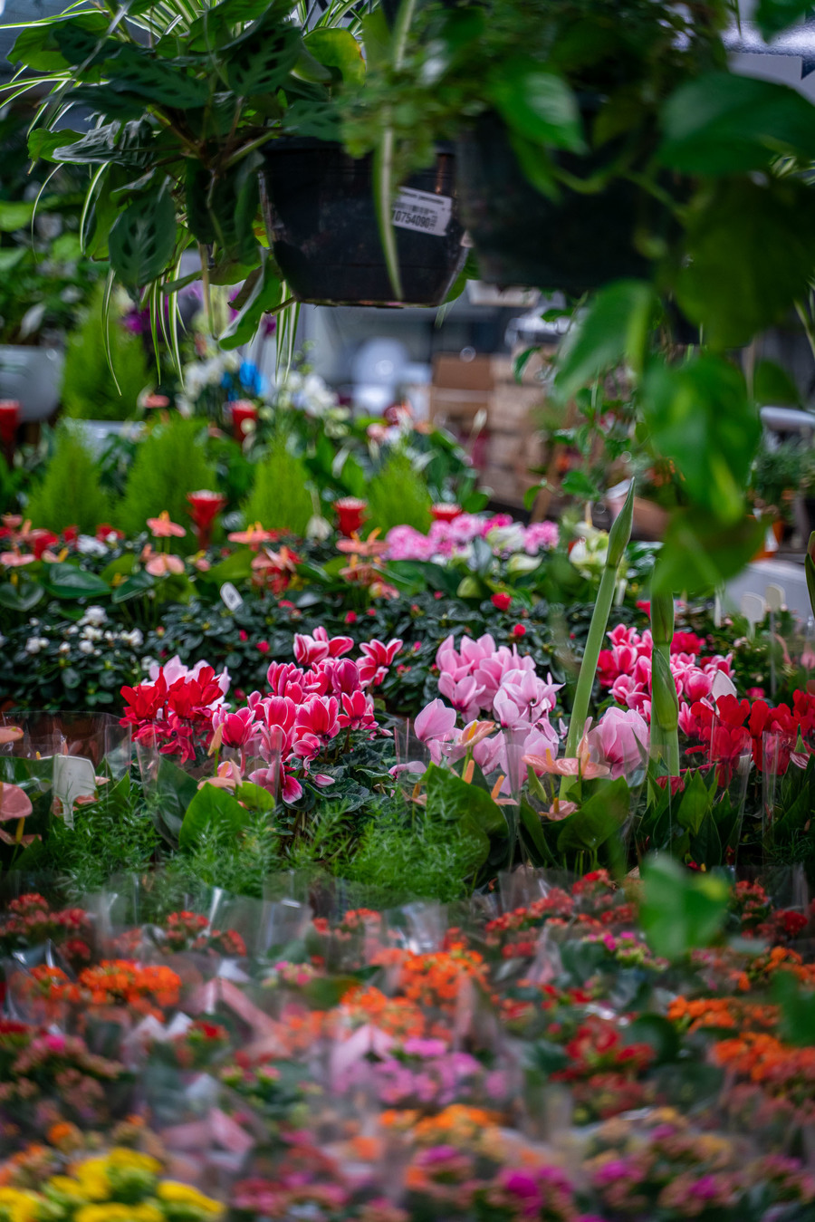 Een serre vol bloemen
