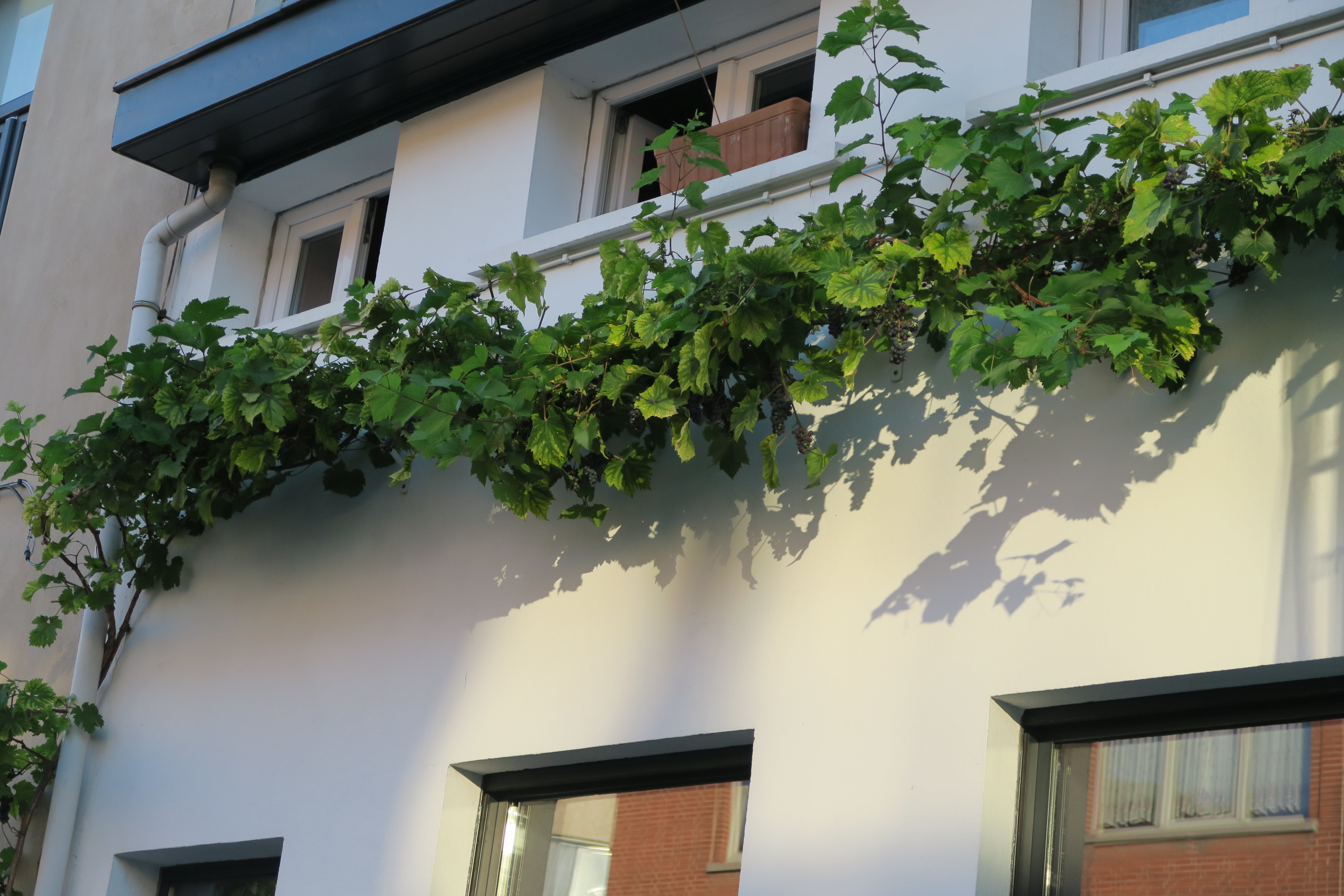 Zo Kies Je De Beste Klimplant Voor Je Geveltuin Antwerpen Be