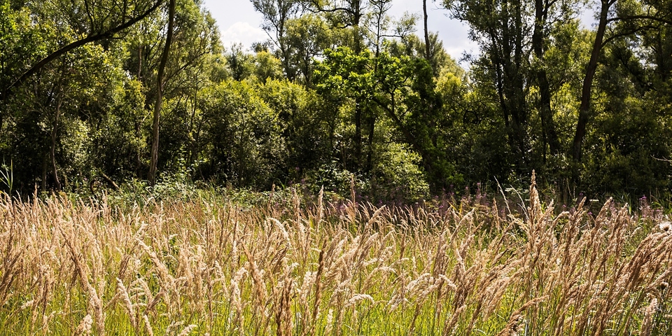 Hobokense Polder