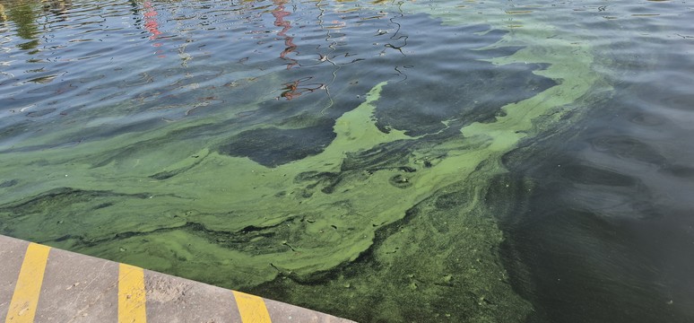 blauwalg in het water
