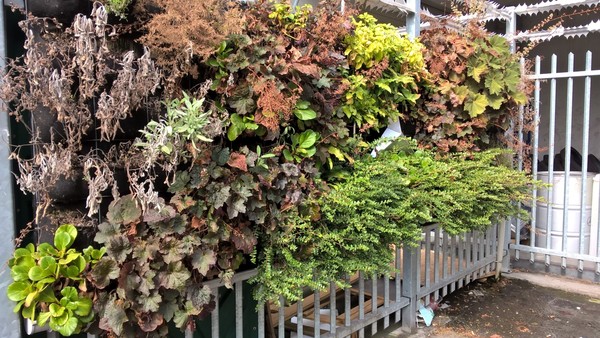 Groene gevel muurtuin Groene gevel muurtuin