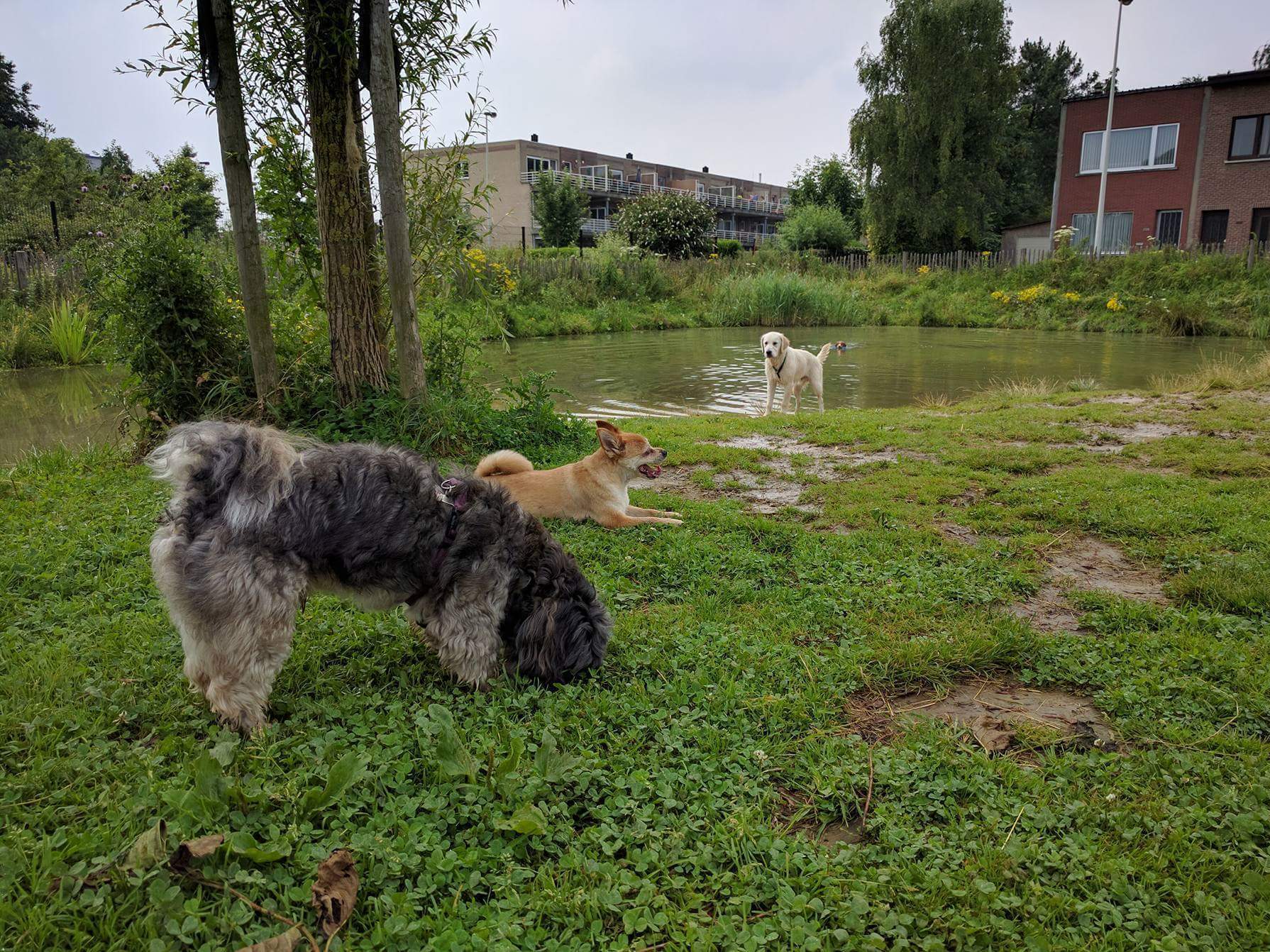 Honden spelen in een hondenweide met vijver