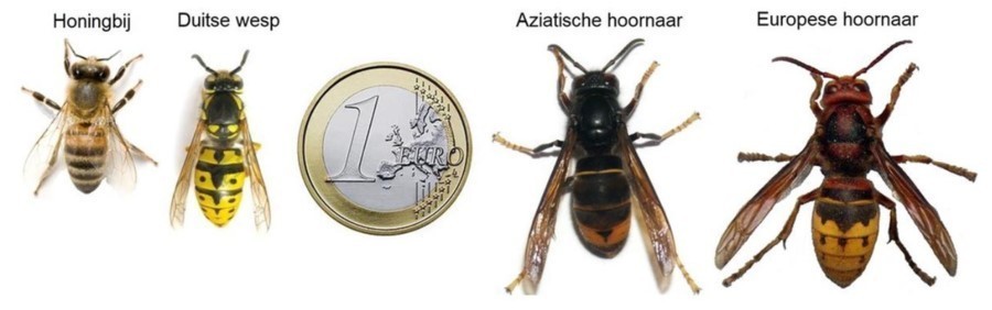 Soorten wespen: honingbij, Duitse wesp, Aziatische hoornaar, Europese hoornaar Soorten wespen: honingbij, Duitse wesp, Aziatische hoornaar, Europese hoornaar