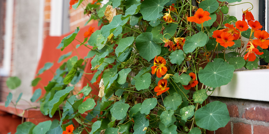 Geveltuin met rode bloemen Geveltuin met rode bloemen