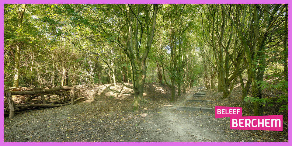 Zicht op de bomen en het wandelpad in natuurgebied Wolvenberg
