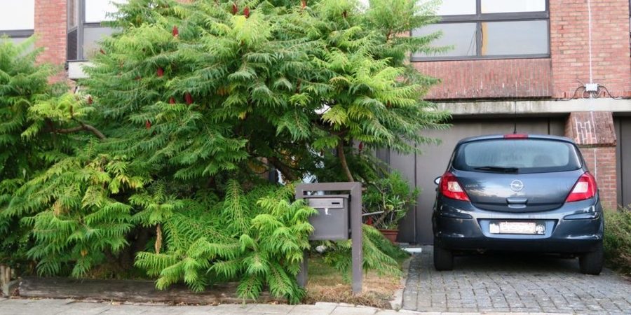 Een meerstammige boom kan hier perfect in staan. Privacy achter de glazen voordeur verzekerd.