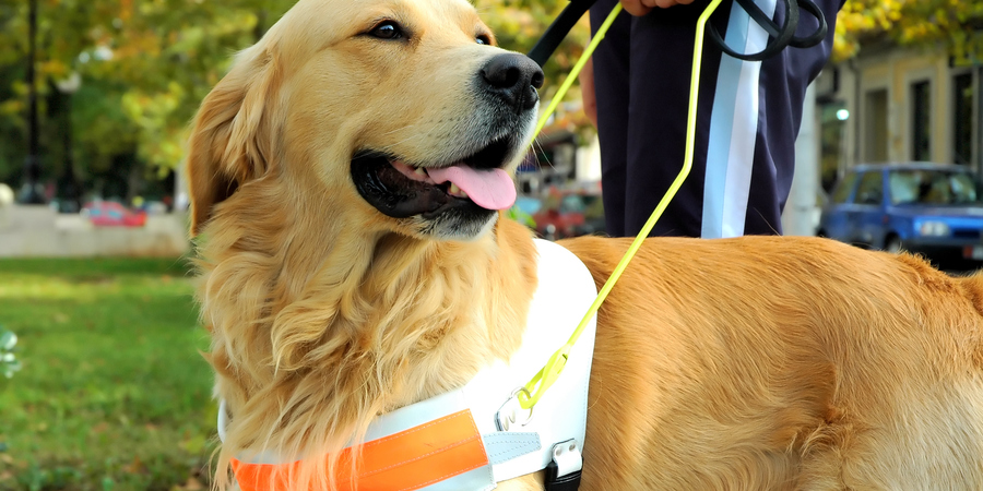 Een blindengeleidehond. Een blindengeleidehond.