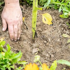 Kuil rond voet van plant