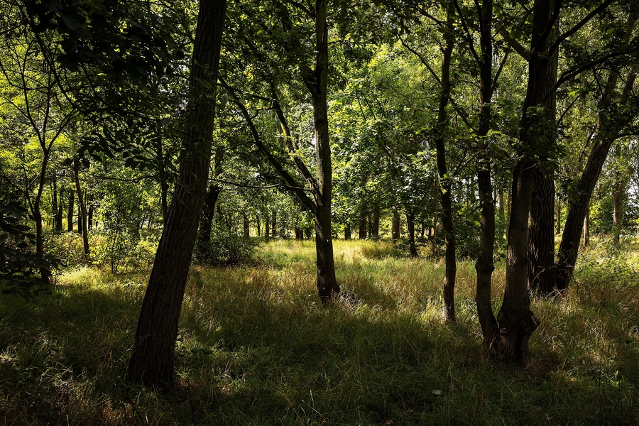 Reigersbos