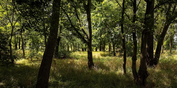 Reigersbos