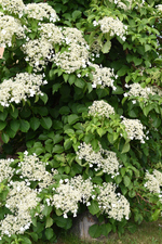 Klimhortensia