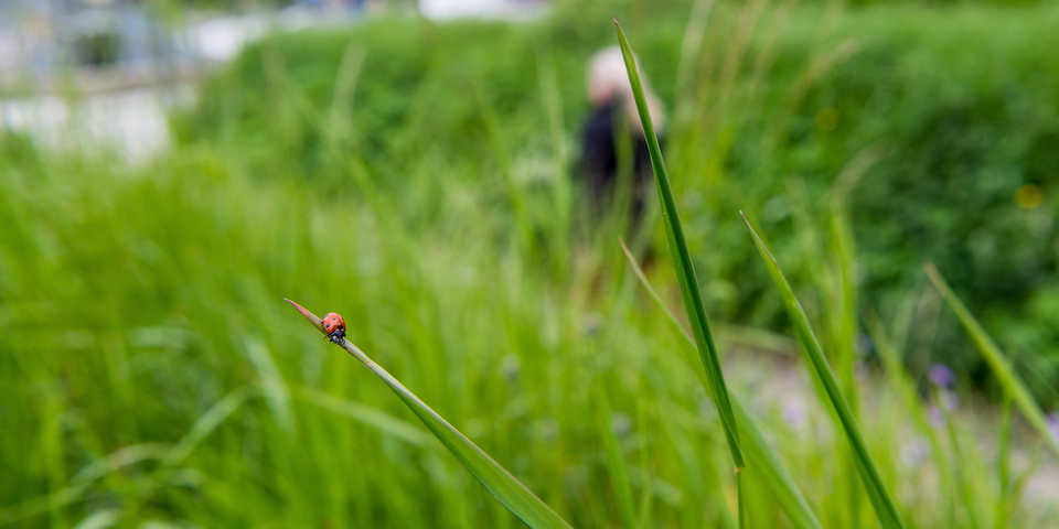 grasland en gewild gras in het Te Boelaarpark