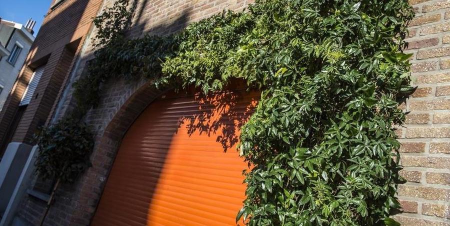 Passibloem blijft groen in de winter