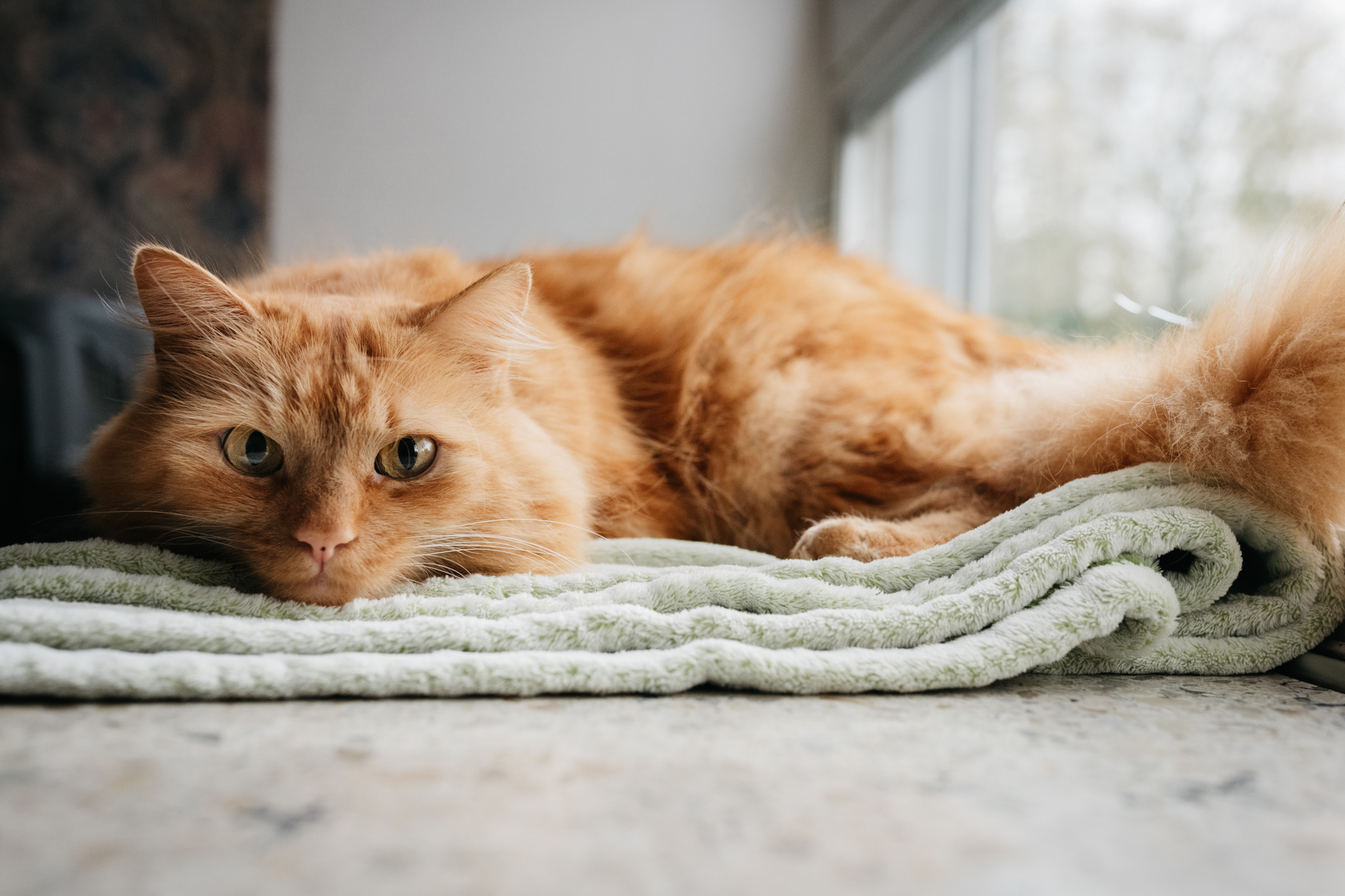 Buddy the hospitalcat op de palliatieve afdeling Erasmusziekenhuis
