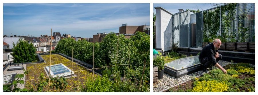 Groendak met vetplanten en kruiden Groendak met vetplanten en kruiden