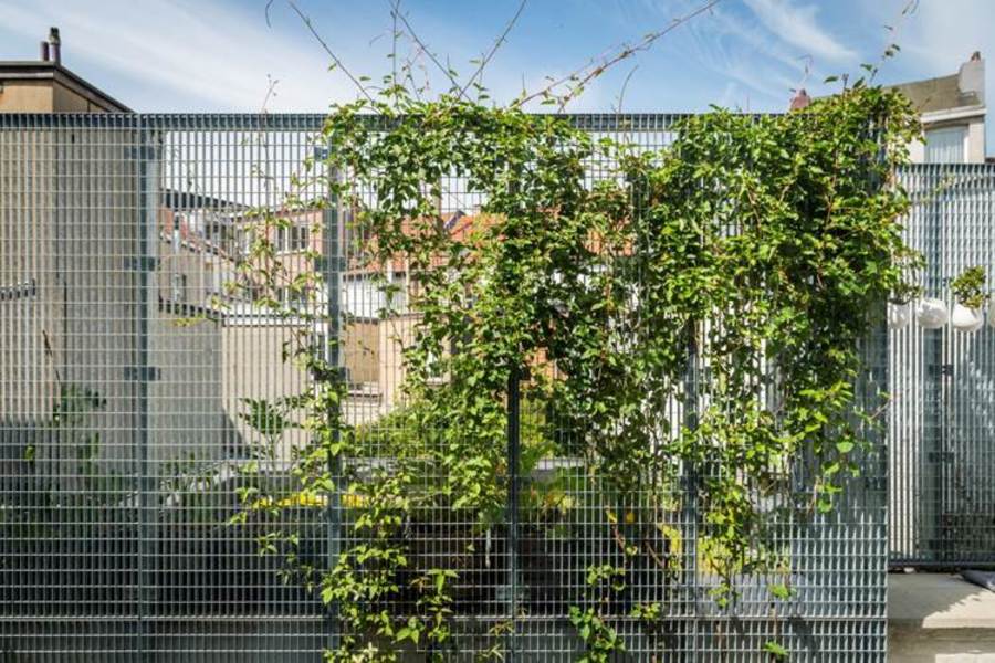 Een groen scherm heeft het meeste effect als hij hoog is en volume heeft. Dit scherm moet nog verder volgroeien. Schermen kunnen vaak op plaatsen waar je er niet meteen aan denkt; Best werk je met grootbladige klimmers of planten met veel bladeren. Een groen scherm heeft het meeste effect als hij hoog is en volume heeft. Dit scherm moet nog verder volgroeien. Schermen kunnen vaak op plaatsen waar je er niet meteen aan denkt; Best werk je met grootbladige klimmers of planten met veel bladeren.