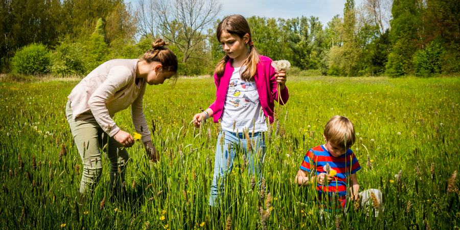 Twee meisjes en een jongen plukken bloemen in een veld. Twee meisjes en een jongen plukken bloemen in een veld.