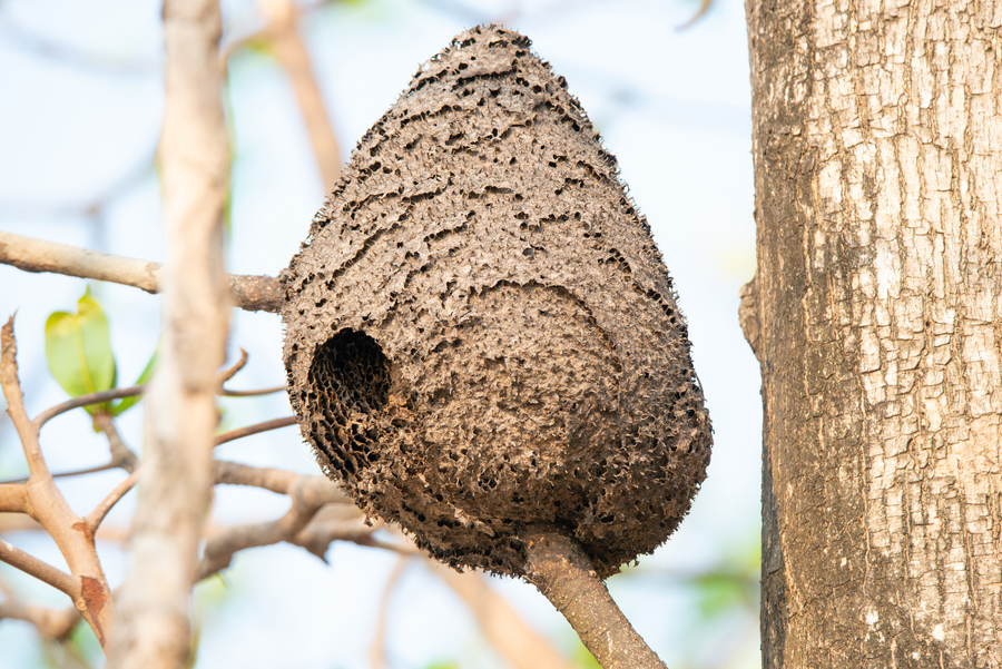 Nest van een Aziatische hoornaar Nest van een Aziatische hoornaar