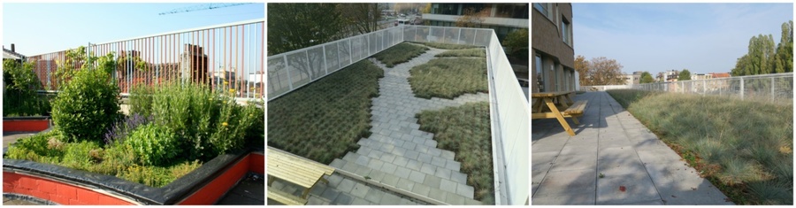 De groene daken van de Steinerschool Antwerpen (links) en De kRing in Berchem (twee foto’s rechts). De groene daken van de Steinerschool Antwerpen (links) en De kRing in Berchem (twee foto’s rechts).
