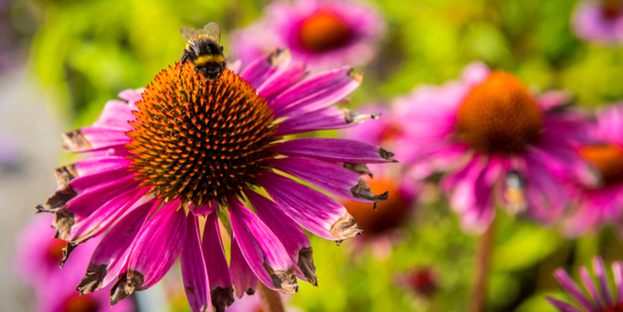 Een hommel bezoekt de rode zonnehoed. Een hommel bezoekt de rode zonnehoed.