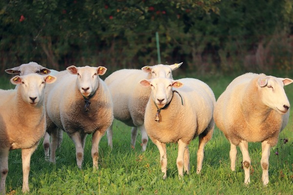 schapen