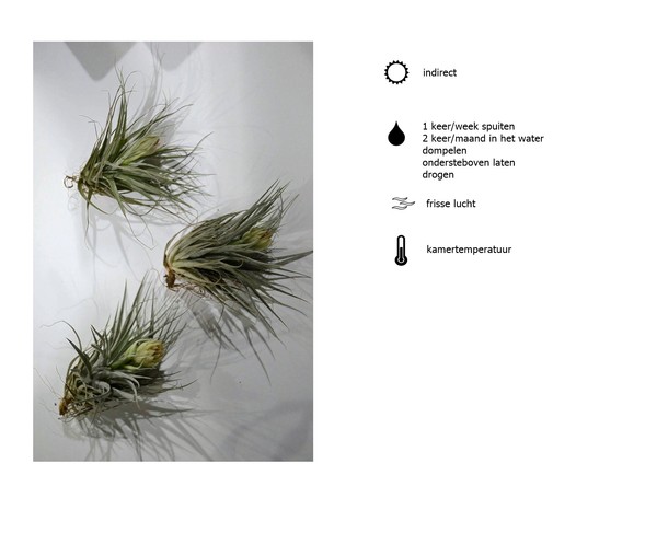 Airplant Airplant
