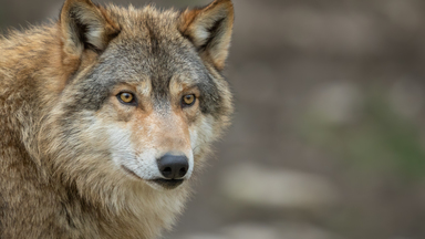Wolf gezien in Essen: bescherm je dieren
