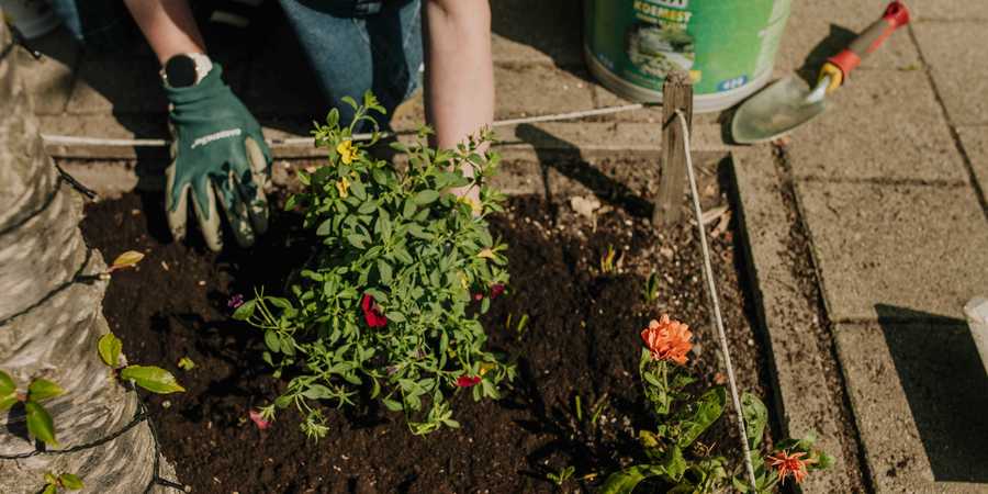 Beplanten van een boomspiegel