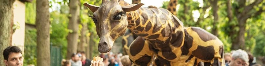 Giraffe Giraffe