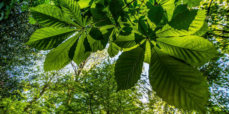 Urnenbos Berendrecht Urnenbos Berendrecht