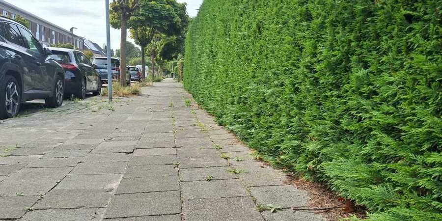 Foto Palmanshoevestraat