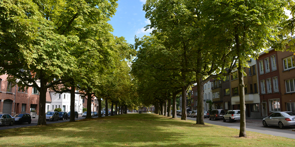 In de Boekenberglei zijn voorbereidende werken gestart om enkele bomen te verplanten.