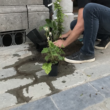 De geveltuintjes krijgen hun eerste plantjes De geveltuintjes krijgen hun eerste plantjes