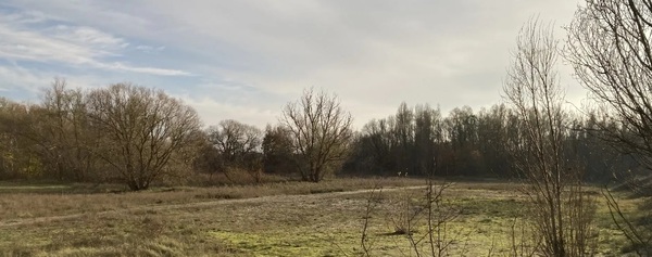 Blik op weiland en bomen