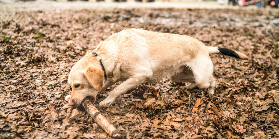 Een hond bijt op een tak.
