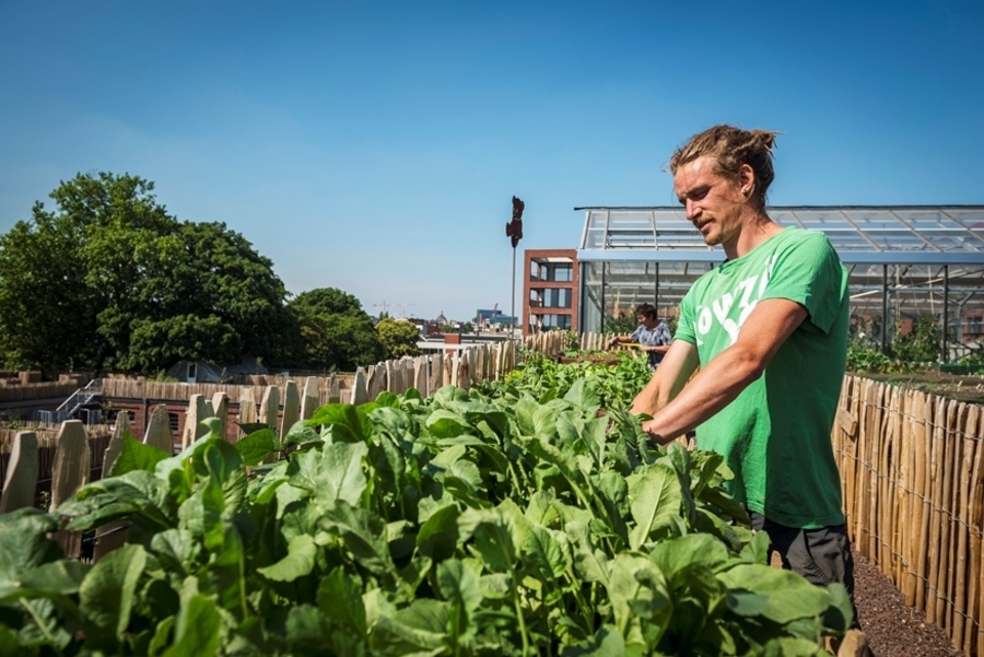 Bioboer Sjarel van Volle Grond in actie op 't dak van 't PAKT Bioboer Sjarel van Volle Grond in actie op 't dak van 't PAKT