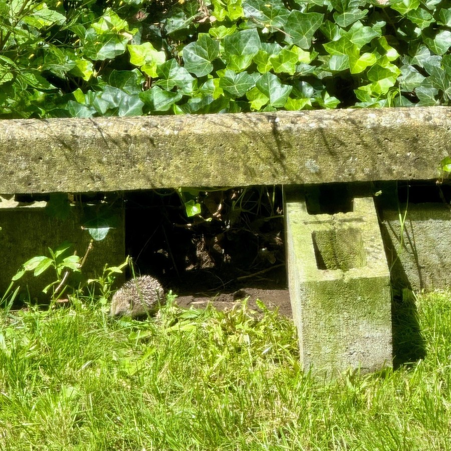 Egel in tuin