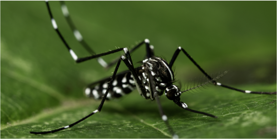 Een detailfoto van een tijgermug Een detailfoto van een tijgermug