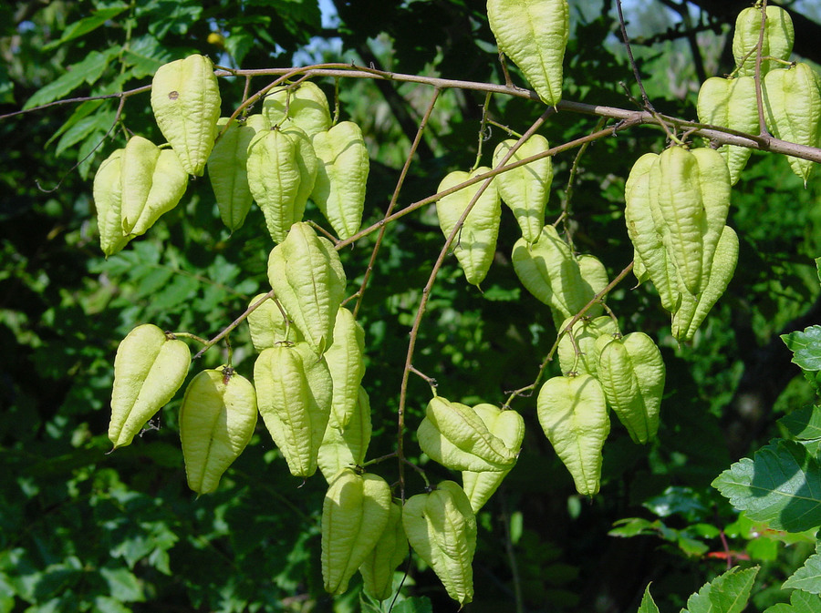 De vruchtdozen van de gele zeepboom. De vruchtdozen van de gele zeepboom.